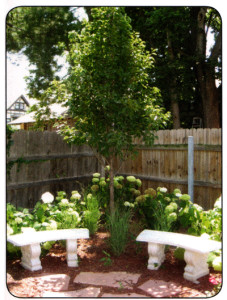 This photo shows a tree in the back yard at the corner of a high fence. The tree is flanked by two stone landscaping benches.
